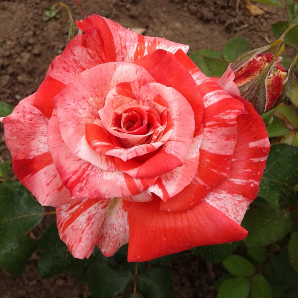 Храстовидна роза, ном. 12 – Рози Флорови