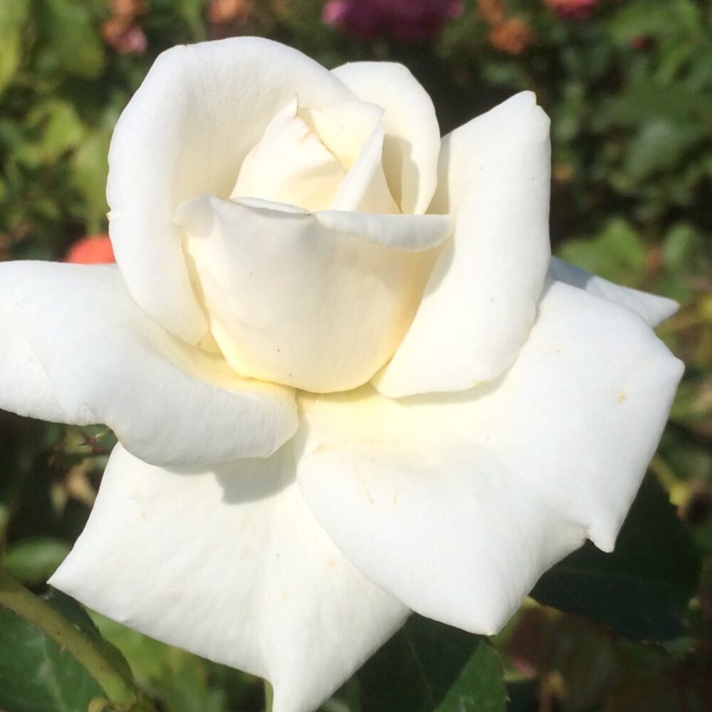 Катереща роза кат. номер 21