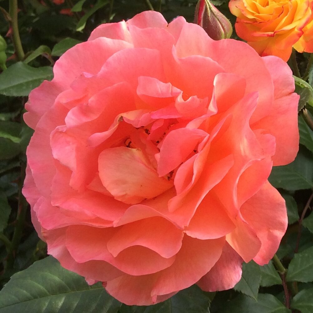 Катереща роза кат. номер 22 – Рози Флорови