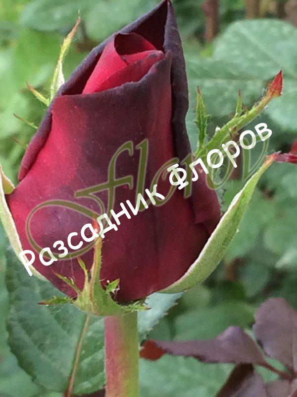 храстовидна роза 1