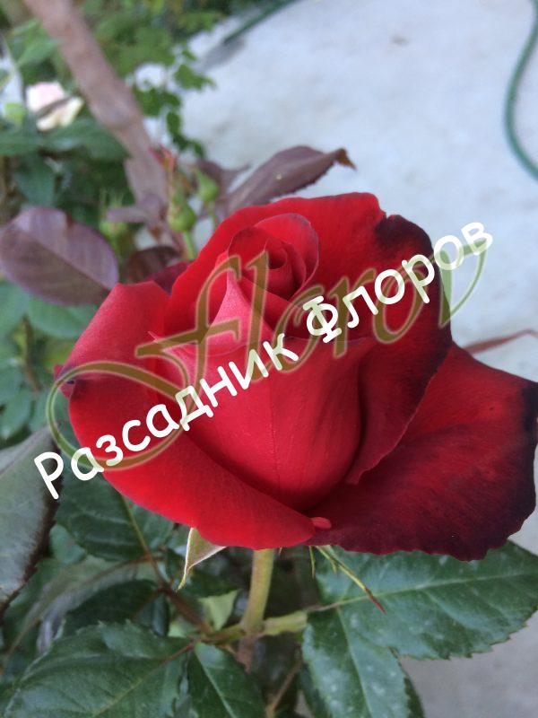 храстовидна роза 11