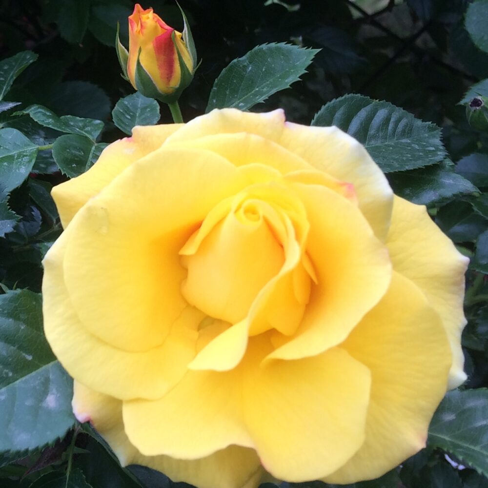 Катереща роза кат. номер 22 – Рози Флорови