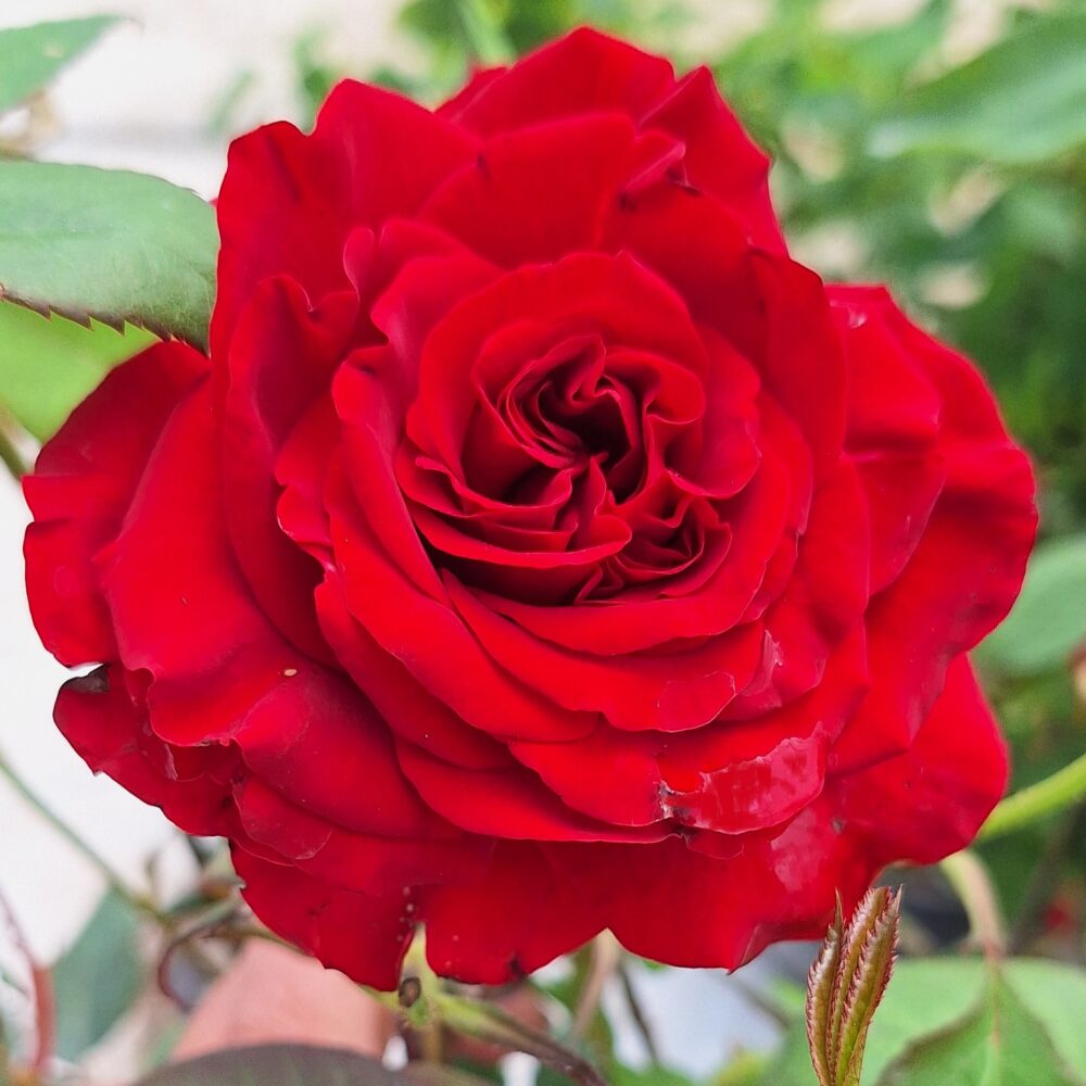 Катереща роза кат. номер 25 – Рози Флорови