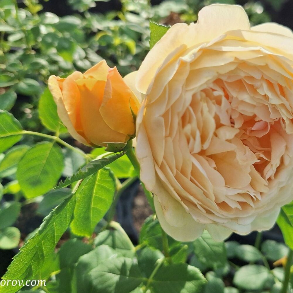 Катереща роза кат. номер 26 – Рози Флорови