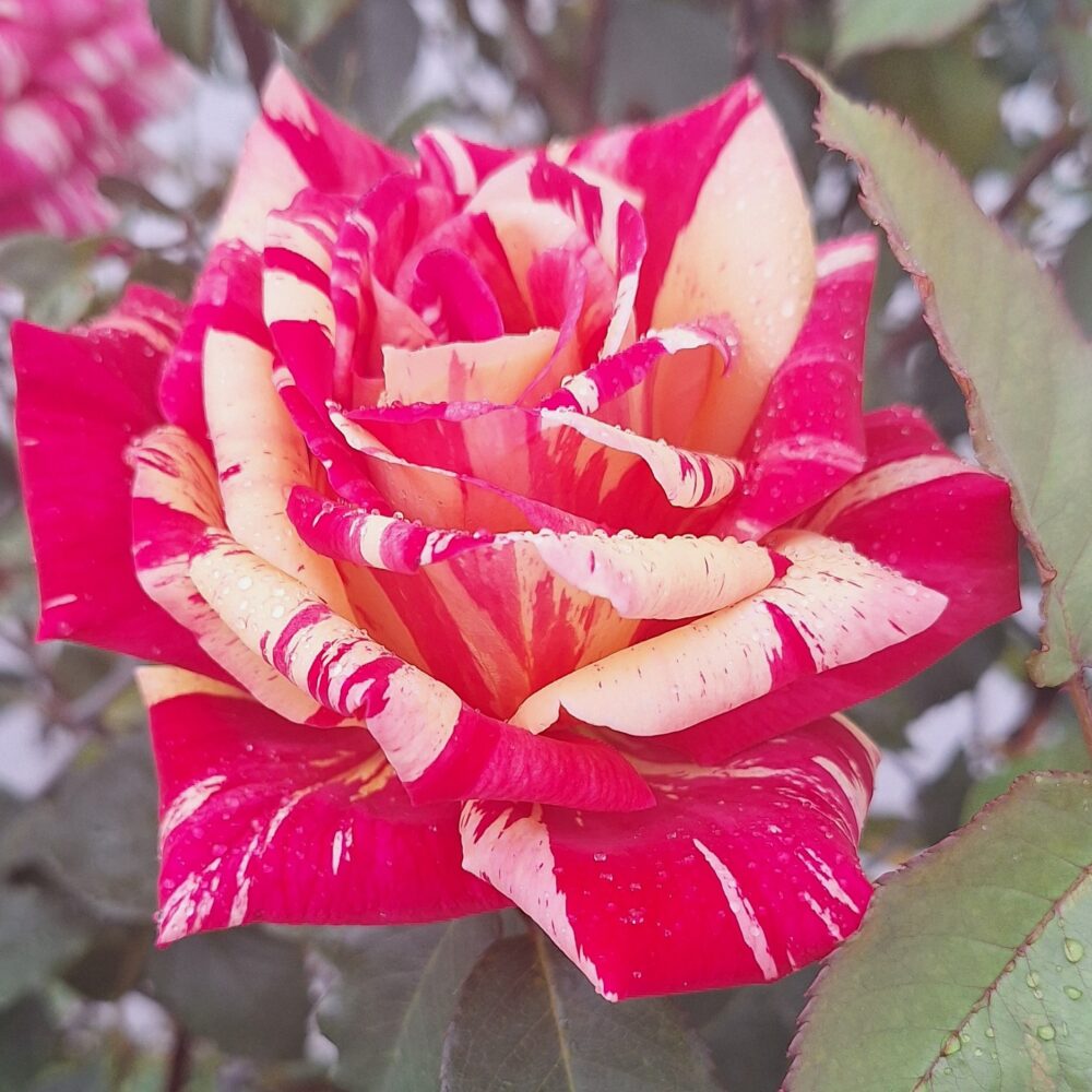 Катереща роза кат. номер 27 – Рози Флорови