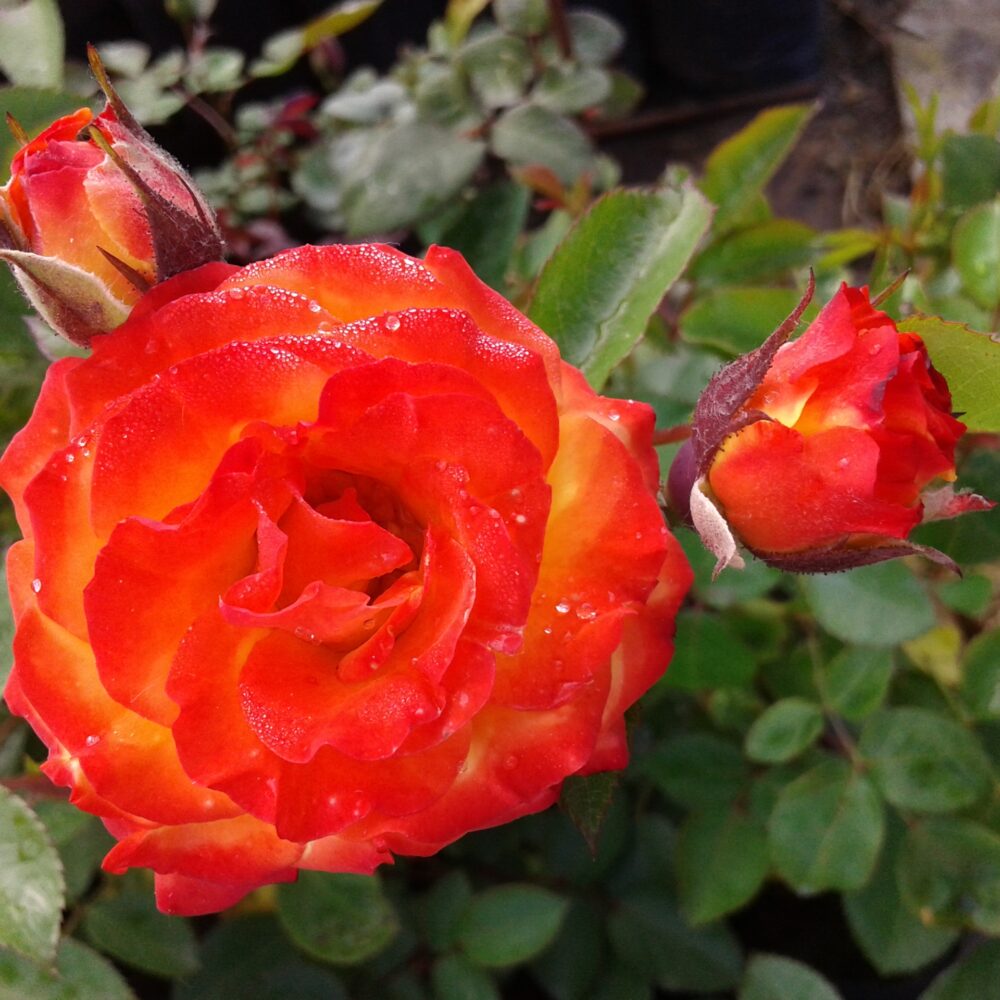 Катереща роза кат. номер 28 – Рози Флорови