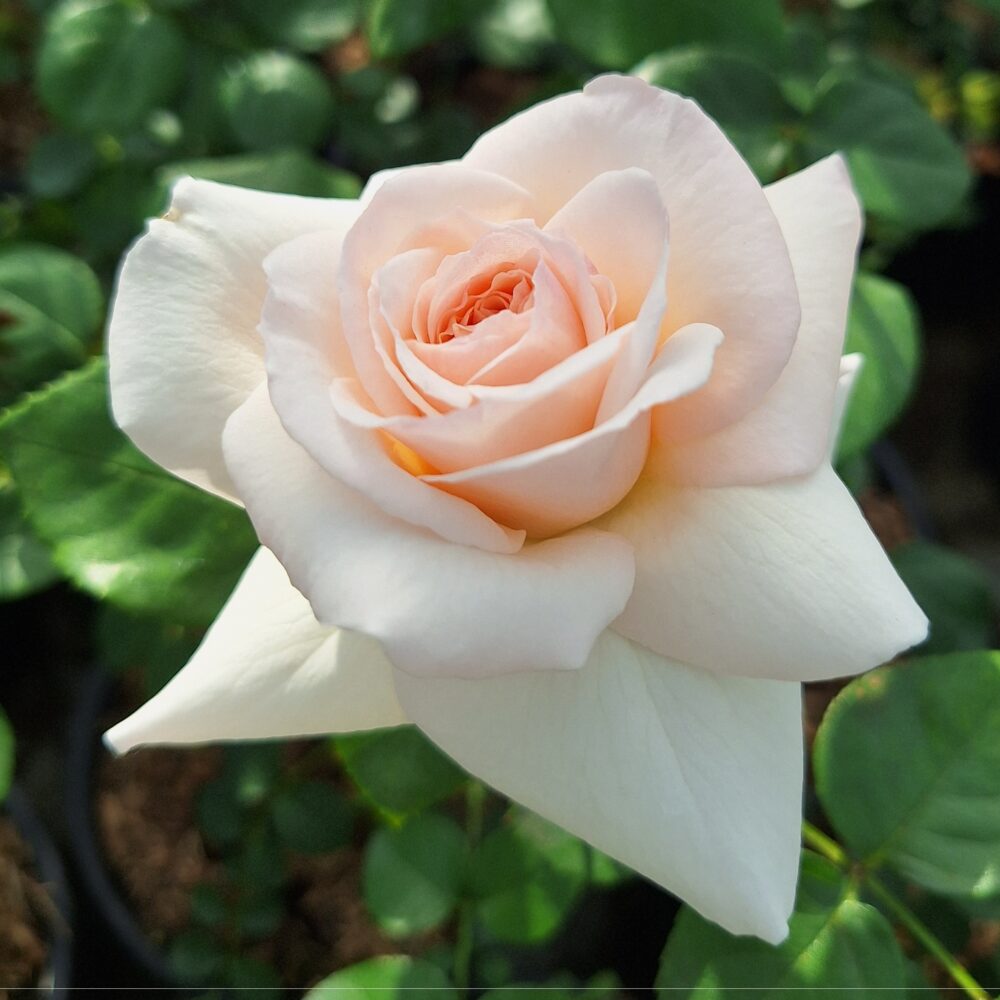 Катереща роза кат. номер 71 – Рози Флорови