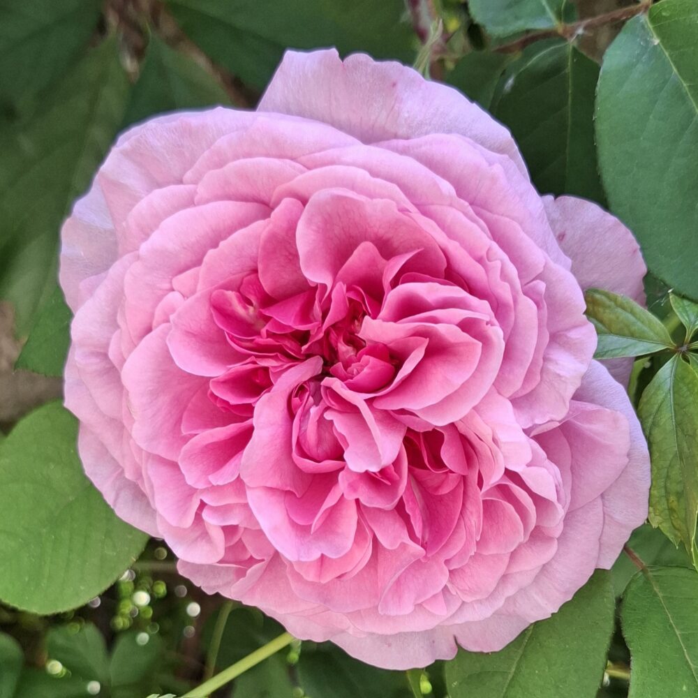 Катереща роза кат. номер 72- Рози Флорови