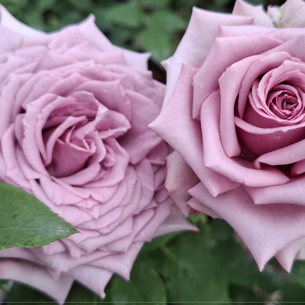 Катереща роза кат. номер 74- Рози Флорови