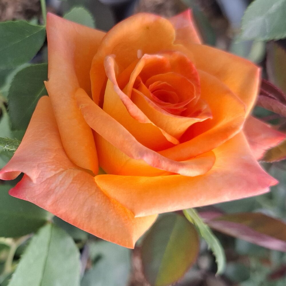 Храстовидна роза, ном. 9 – Рози Флорови