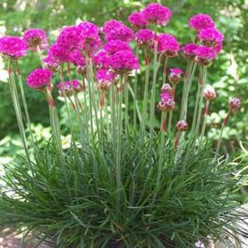 armeria