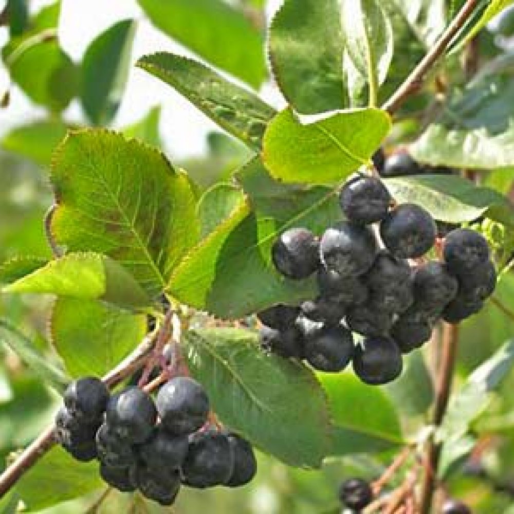 aronia2