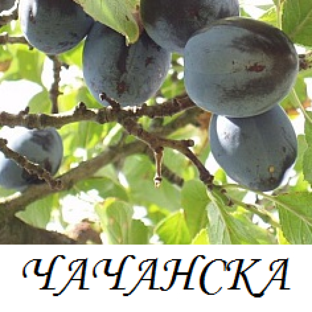 chachanska_lepotica