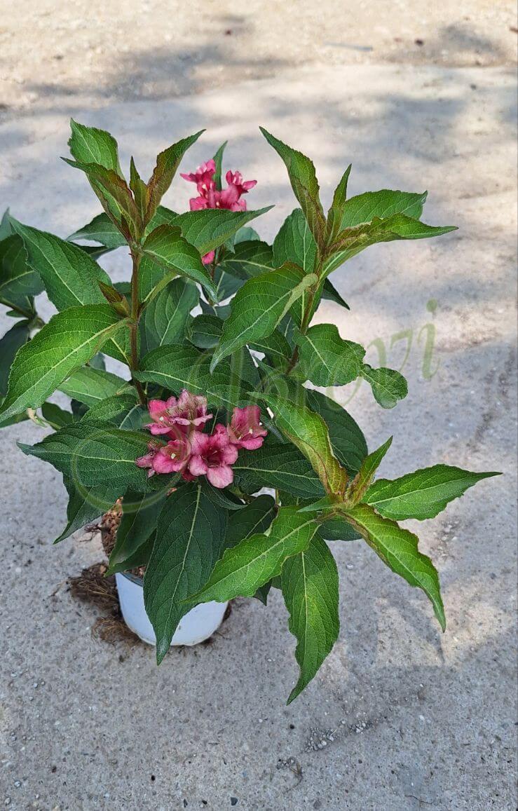 Вайгела Рубинено червена, разсадник Флорови Вайгела Рубинено червена, разсадник Флорови