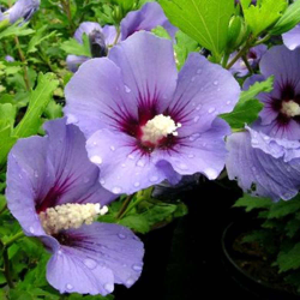 hibiskus