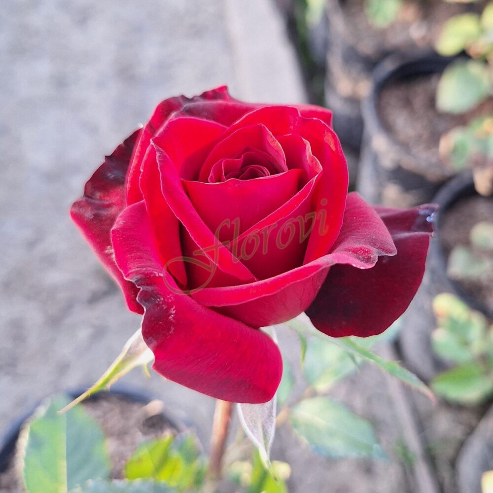 Храстовидна роза 11, разсадник Флорови