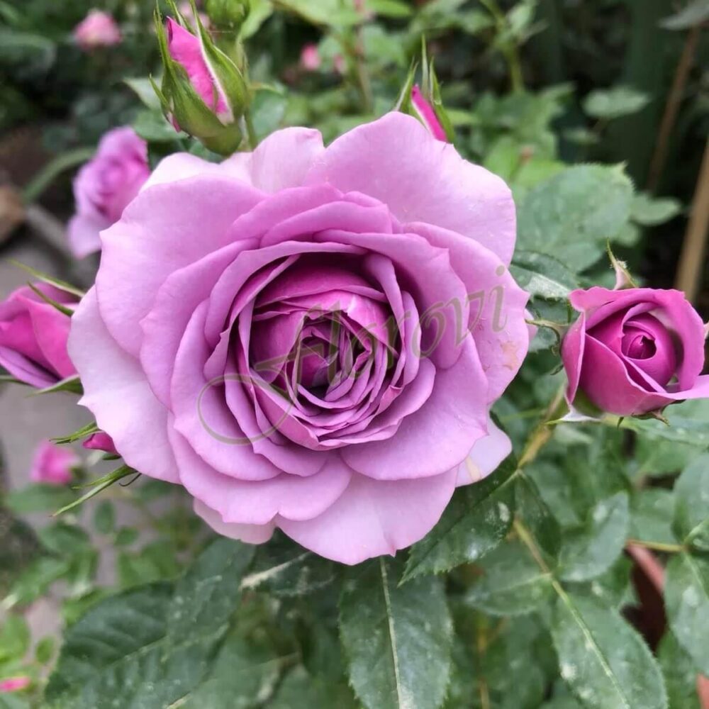 Храстовидна роза 66