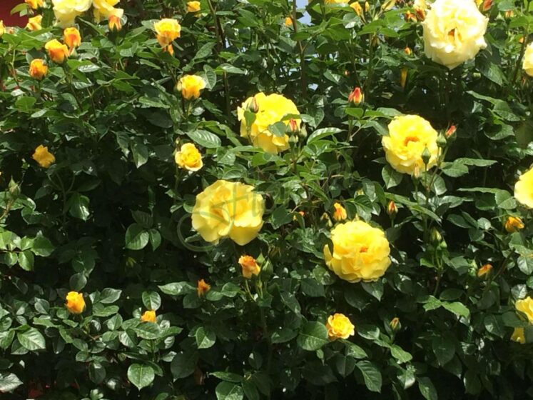 Катереща роза 24, Флорови