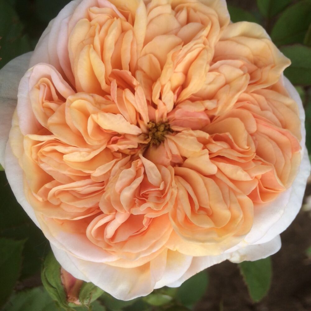 Катереща роза 30, Флорови