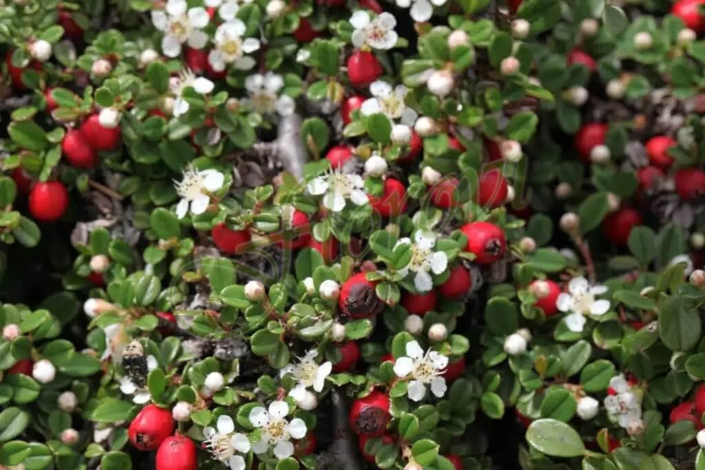 Котонеастер (Cotoneaster dammeri), разсадник Флорови Котонеастер (Cotoneaster dammeri), разсадник Флорови