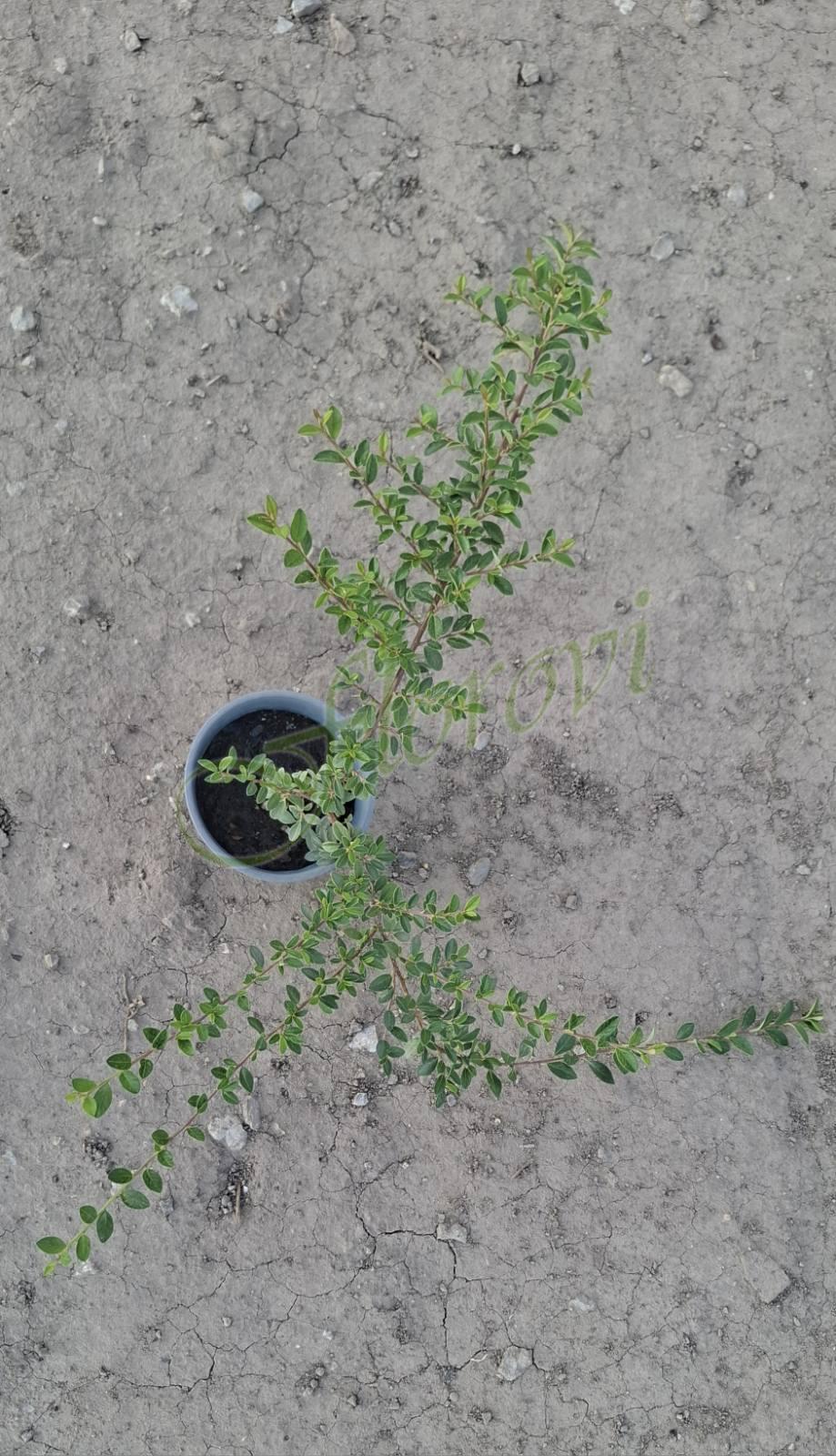 Котоноастър Котоноастър