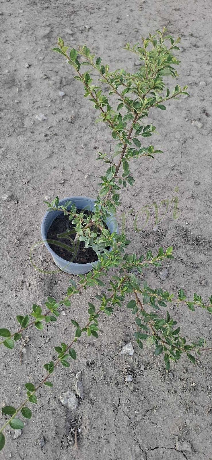 Котоноастър, Флорови Котоноастър, Флорови