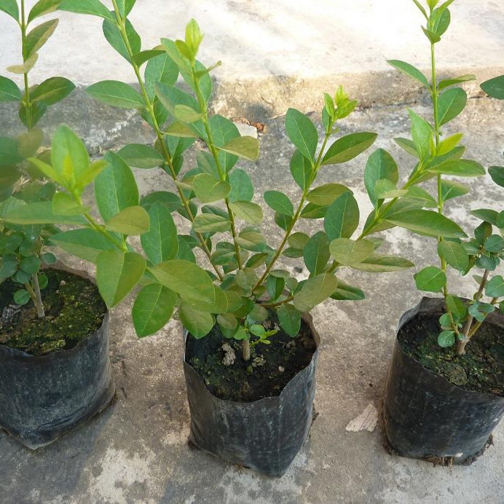 ligustrum