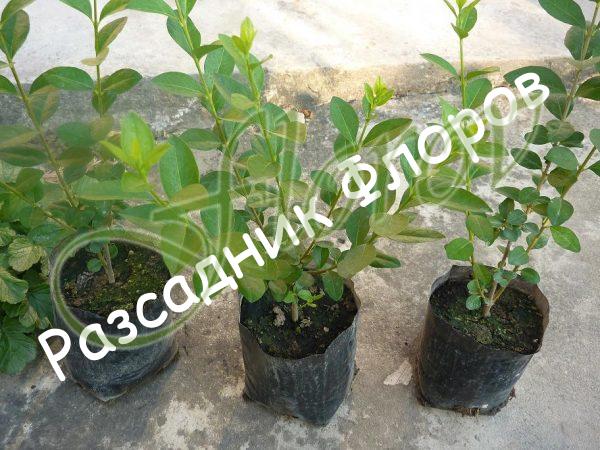 ligustrum