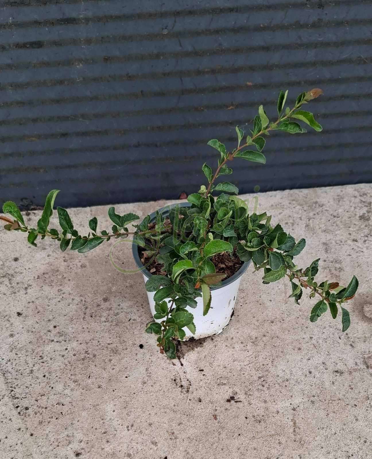 Японска оранжева дюля Японска оранжева дюля