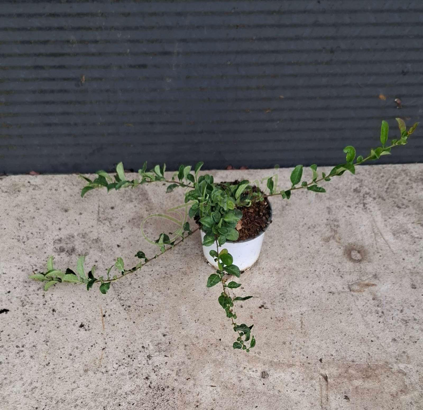 Японска дюля розова, разсадник Флорови Японска дюля розова, разсадник Флорови