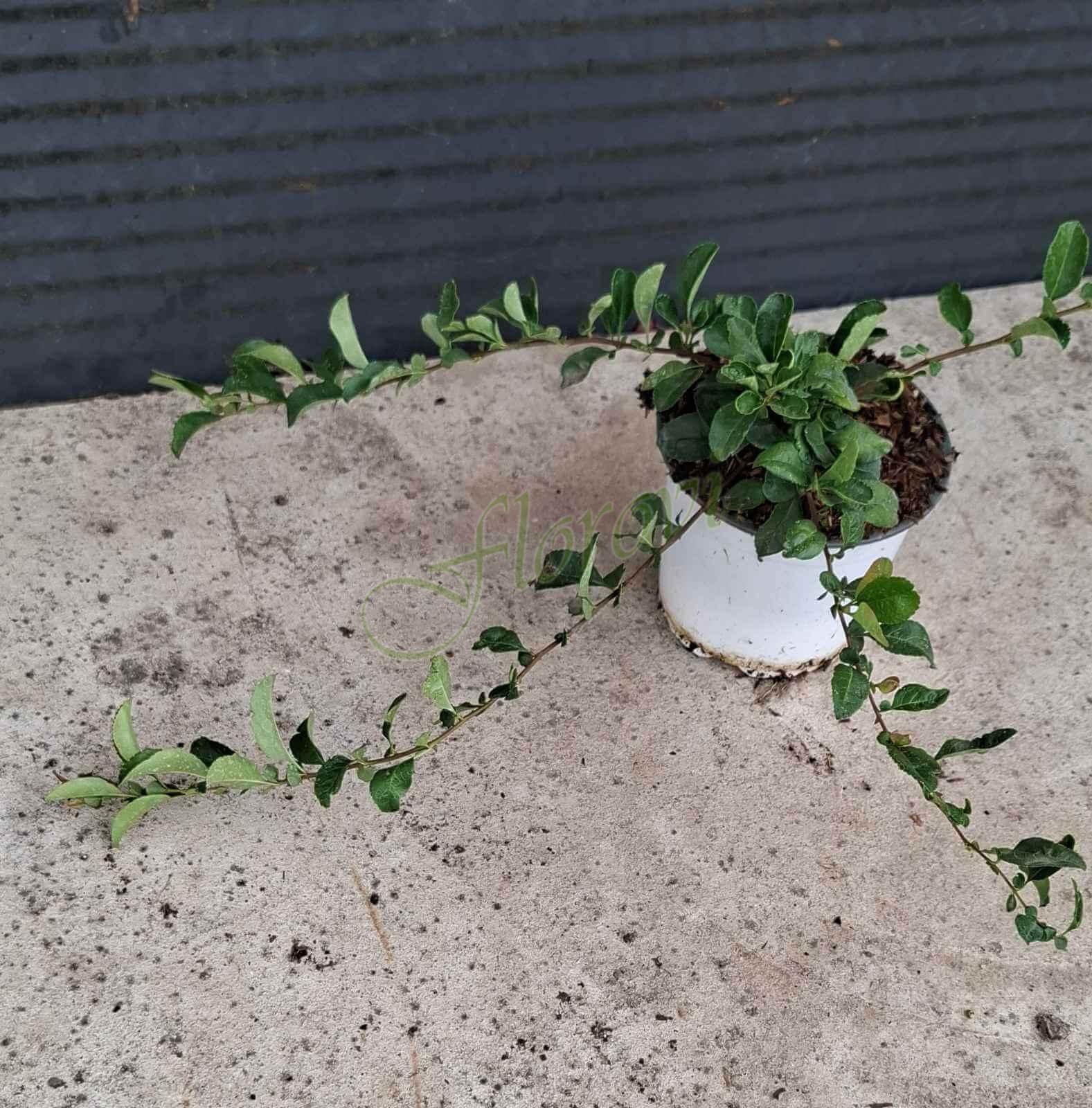 Японска дюля, разсадник Флорови Японска дюля, разсадник Флорови