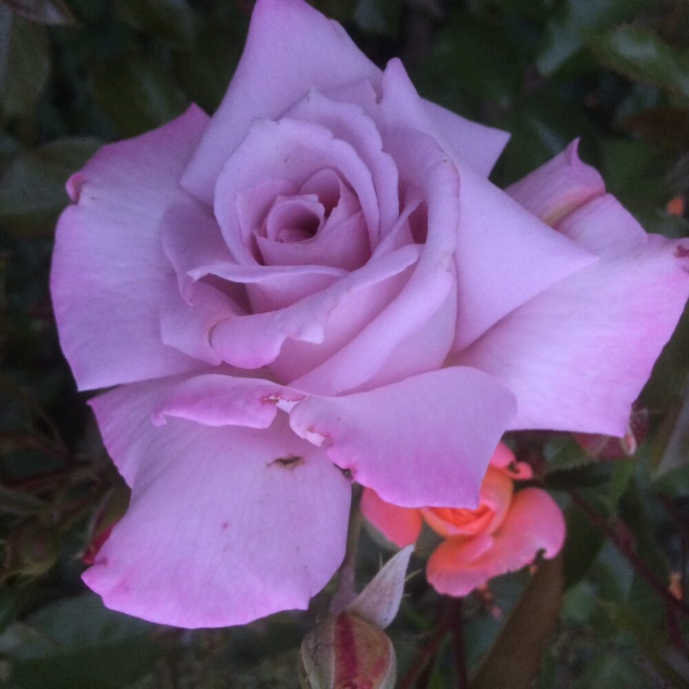 Храстовидна роза 115, разсадник Флорови