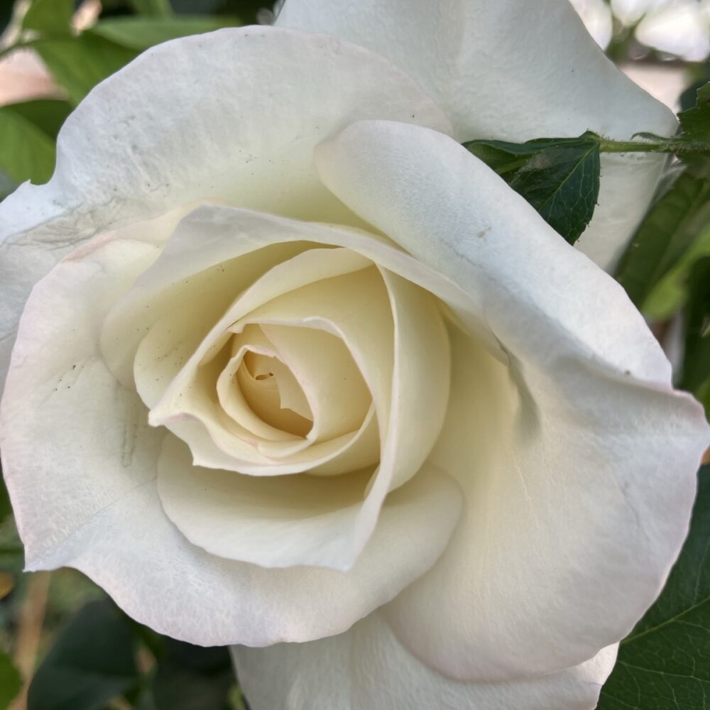 Храстовидна роза, номер 2