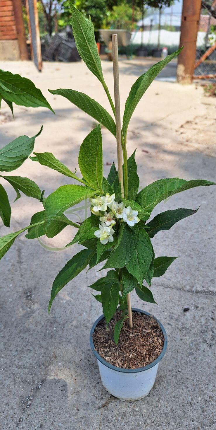 Снежно бяла Вайгела, разсадник Флорови Снежно бяла Вайгела, разсадник Флорови