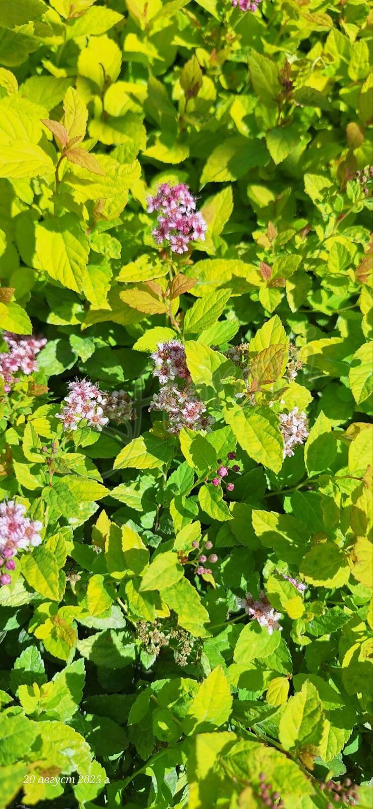 Спирея Голдън Принцес Спирея Голдън Принцес