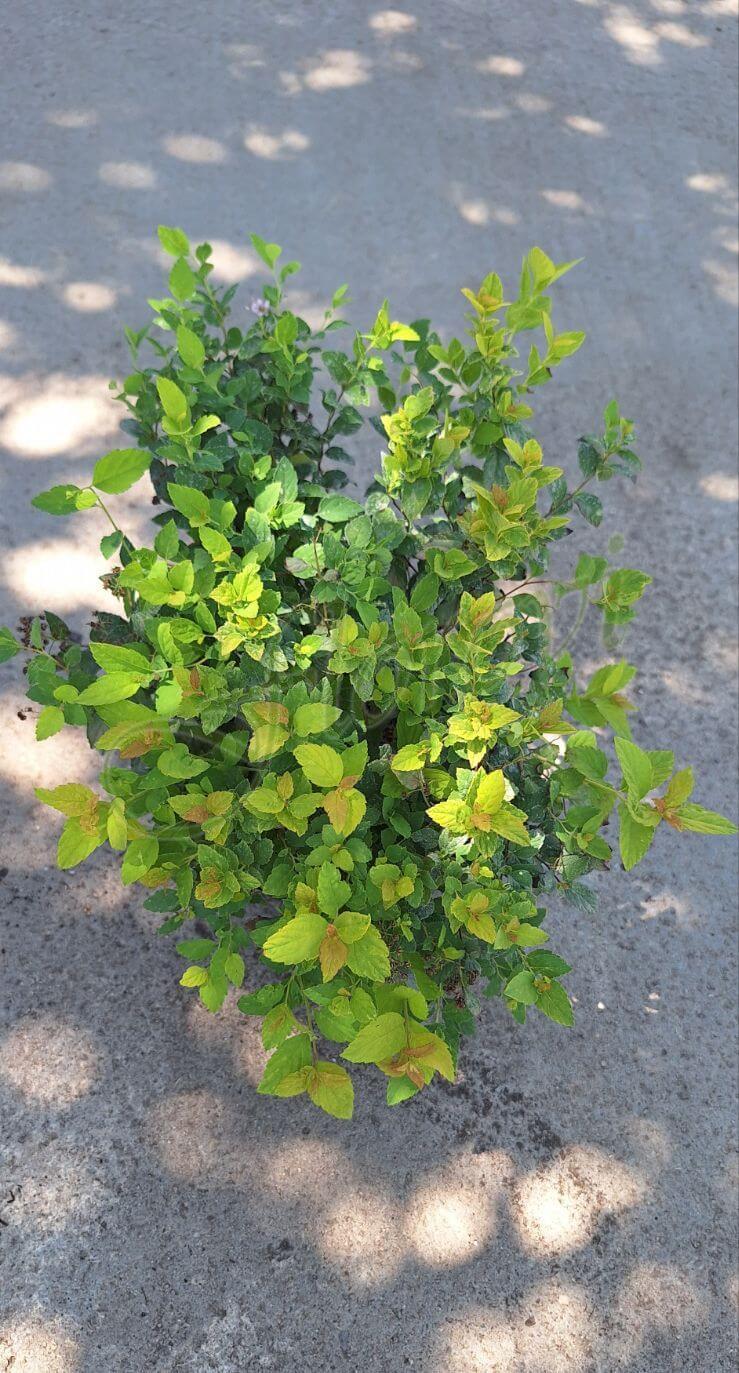 Спирея Голдън Принцес Спирея Голдън Принцес