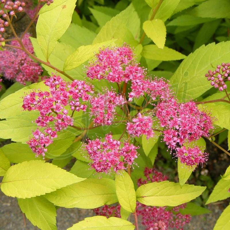 spireq_godan_princes