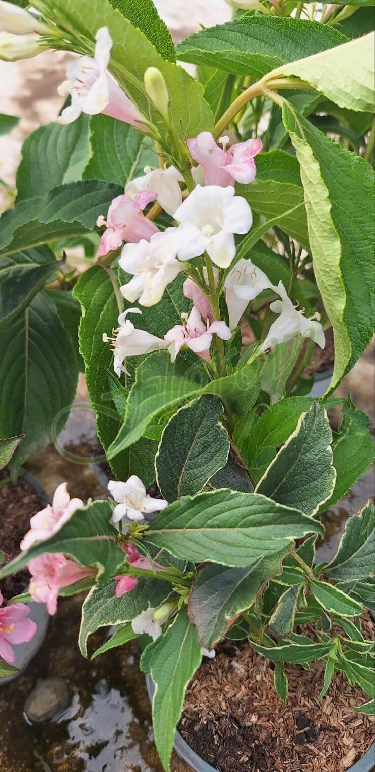 Вайгела - нежно розова, разсадник Флорови Вайгела - нежно розова, разсадник Флорови