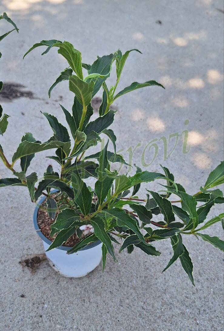 Вайгела - нежно розова, разсадник Флорови Вайгела - нежно розова, разсадник Флорови