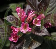 vaigela_ciklameno_rozova