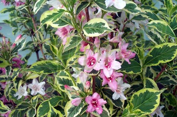 vaigela_nejno_rozova