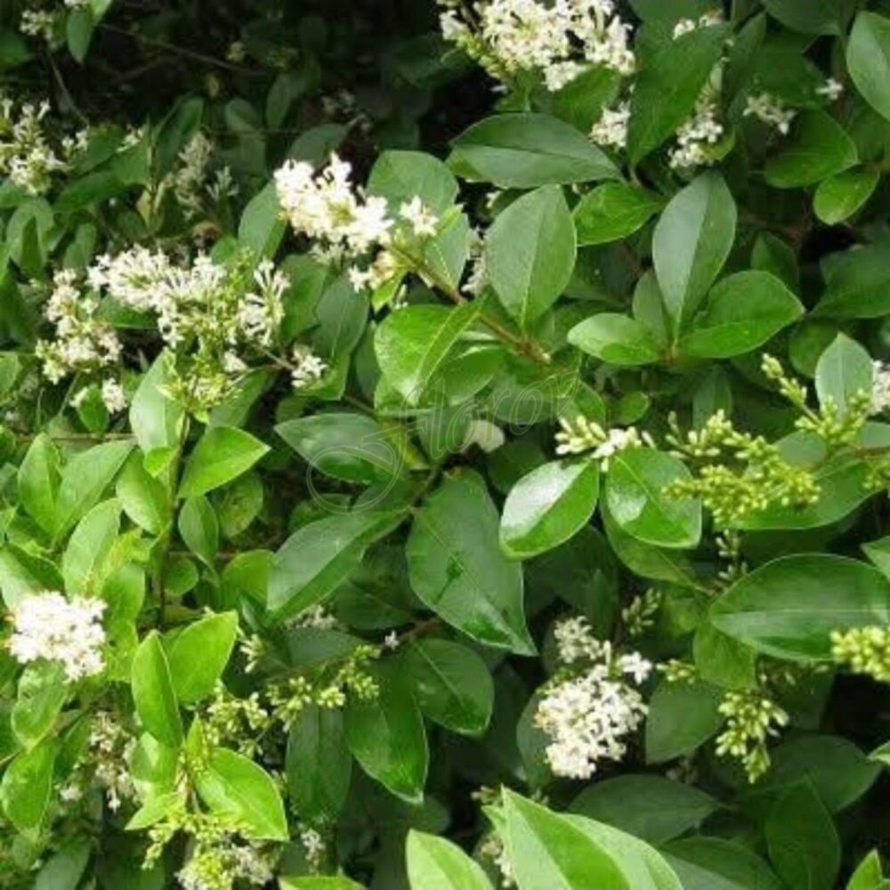 Лигиструм – разсадник Флорови