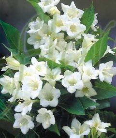 Бяла вайгела