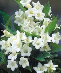 Бяла вайгела