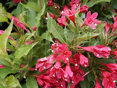 Червена вайгела