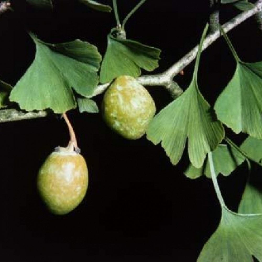 ginko_biloba