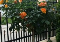 jylta_shtambova_roza