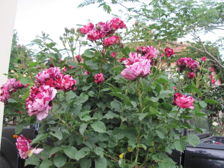 rozova_shtambova_roza