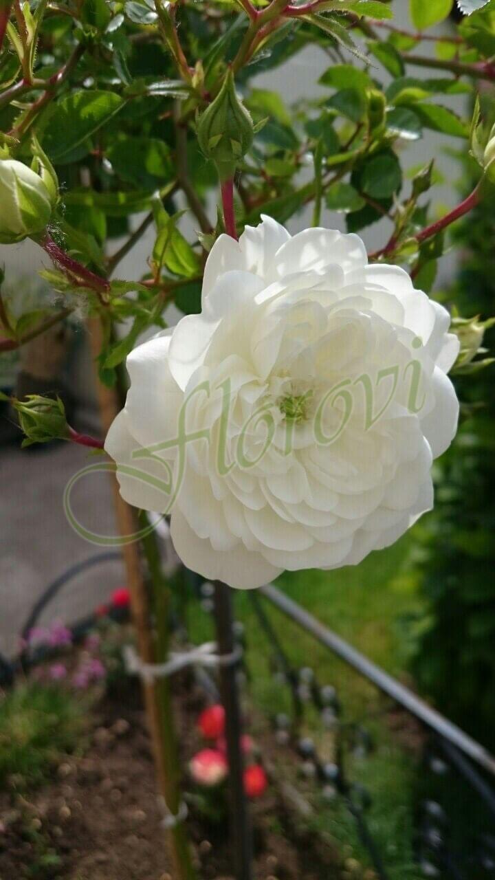 Щамбова роза Т14 Щамбова роза Т14