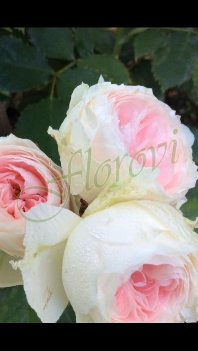 Щамбова роза Т6 Щамбова роза Т6